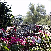 Hamlet Hill Farm, July 2011