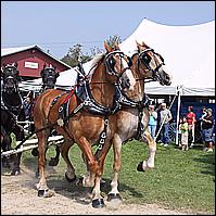 Goshen Fair 2011