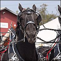 Goshen Fair 2011