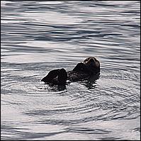 Great Alaskan Adventure 2011