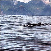 Great Alaskan Adventure 2011