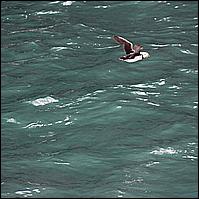 Great Alaskan Adventure 2011