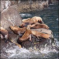 Great Alaskan Adventure 2011