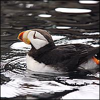 Great Alaskan Adventure 2011