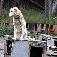 Great Alaskan Adventure 2011