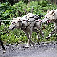 Great Alaskan Adventure 2011