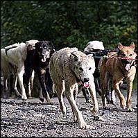 Great Alaskan Adventure 2011
