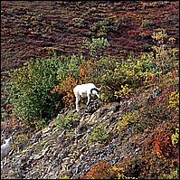 Great Alaskan Adventure 2011