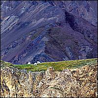 Great Alaskan Adventure 2011