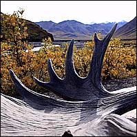 Great Alaskan Adventure 2011