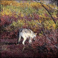 Great Alaskan Adventure 2011