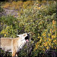 Great Alaskan Adventure 2011
