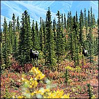 Great Alaskan Adventure 2011
