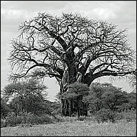 Africa, 2012