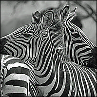 Africa, 2012